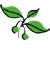 Zürgelbaum
