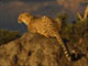 Tiere in Africa Screensaver