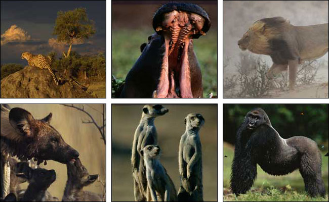 Tiere in Africa Screensaver