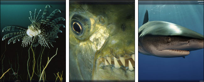 Underwater Predators